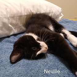 Thumbnail photo of Neville #2