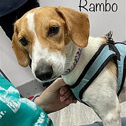 Thumbnail photo of Rambo #1