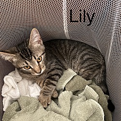 Thumbnail photo of Lily #3