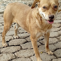 Photo of Goldie