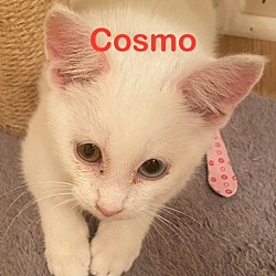 Photo of COSMO Kitten