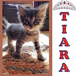 Photo of Tiara