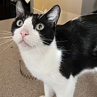 adopt a pet