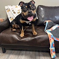 adopt a pet