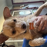 adopt a pet