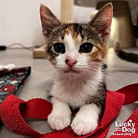 adopt a pet
