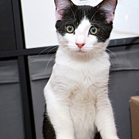 adopt a pet