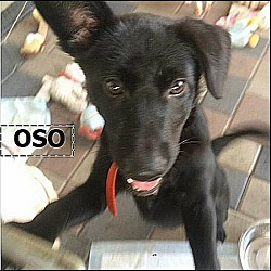 Thumbnail photo of Oso (in adoption process) #1