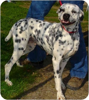 dalmatian yorkie mix