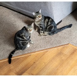 Photo of Mocha and Tom (brother and sister)
