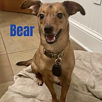 adopt a pet