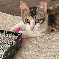 adopt a pet