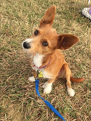 red wire haired terrier