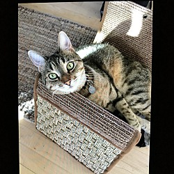 bonded pet photo