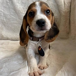 Photo of Tricolor Beagle Boy