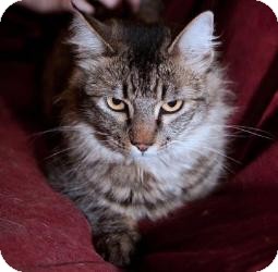 Yakima Wa Maine Coon Meet Cindy A Pet For Adoption