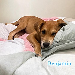 Thumbnail photo of Benjamin #3