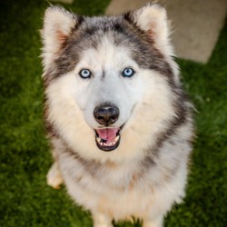 Thumbnail photo of FLUFF-A2147341 #3