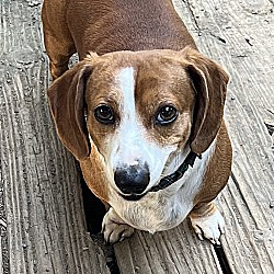 bonded pet photo