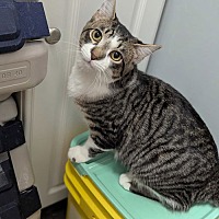 adopt a pet