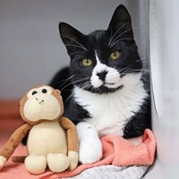 adopt a pet