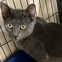 adopt a pet