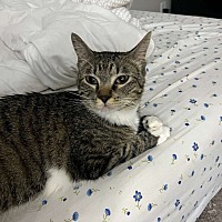 adopt a pet