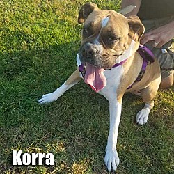 Thumbnail photo of Korra #2