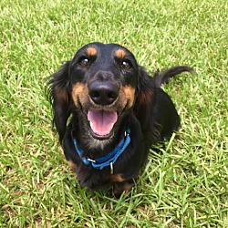 bonded pet photo