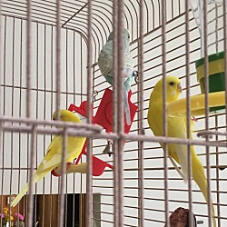 Photo of 3 Parakeets