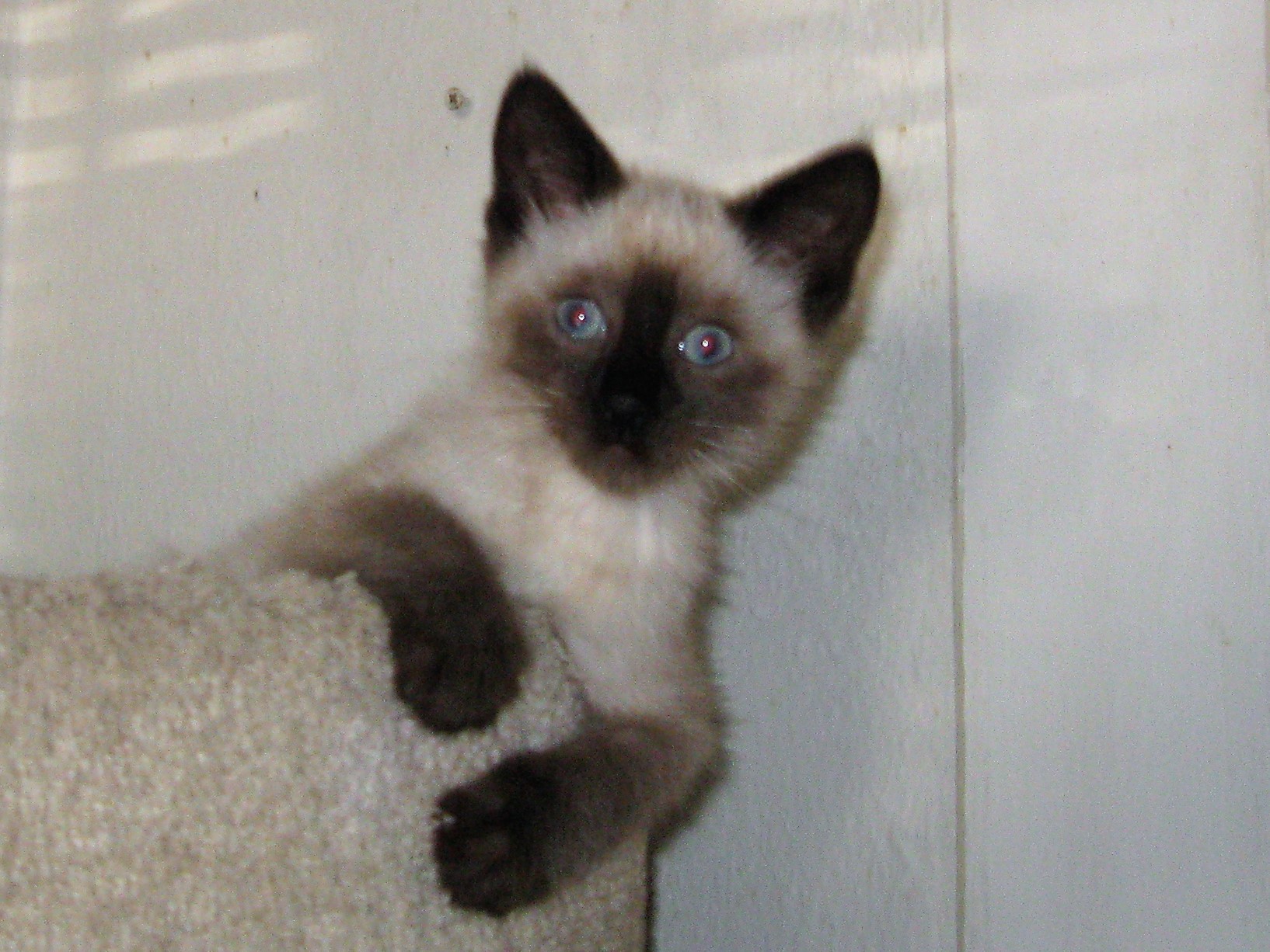 San Diego, CA - Siamese. Meet GRINGO a Cat for Adoption. San Diego, CA - Siamese. Meet GRINGO a Cat for Adoption.