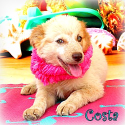 Thumbnail photo of Costa~adopted! #2