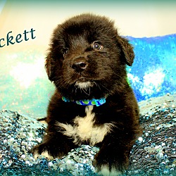 Thumbnail photo of Beckett~adopted! #4