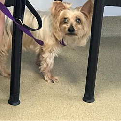 Photo of Gizmo