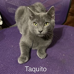 Thumbnail photo of Taquito #2