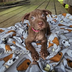 Photo of Marigold