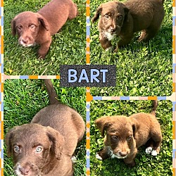 Thumbnail photo of Bart #1