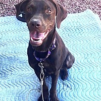adopt-pet