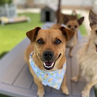 adopt a pet