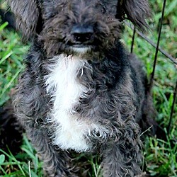 Thumbnail photo of POOH(ADORABLE "SCHNOODLE" PUP! #2