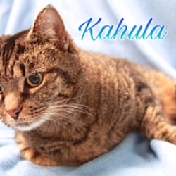 Thumbnail photo of Kahula #3