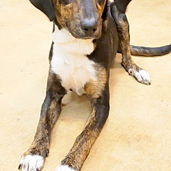 Thumbnail photo of Andy~adopted! #2