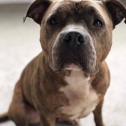 Furever Bully Love Rescue in Orlando, Florida