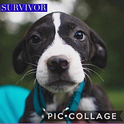 Photo of Survivor