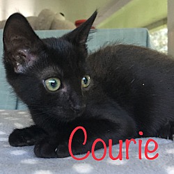 Thumbnail photo of Courie #2
