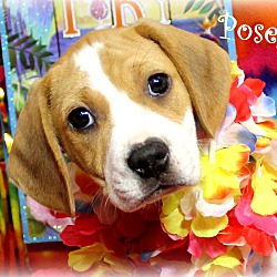 Thumbnail photo of Posey~adopted! #2