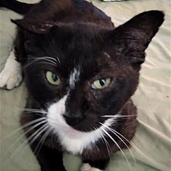 Photo of Sarge