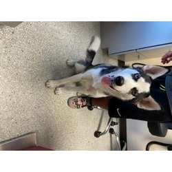 Photo of OREO