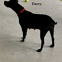 Thumbnail photo of Darcy #3