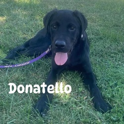 Thumbnail photo of Donatello #1